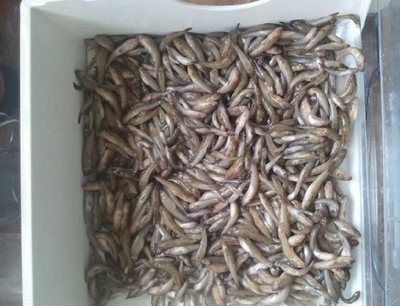 龍魚 飼料 魚干怎么做：在探討龍魚飼料中魚干的做法之前需要明確一點：通常情況下