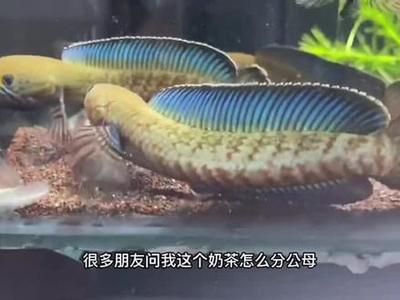 奶茶雷龍魚怎么分公母：奶茶雷龍魚公母之間的外觀差異主要體現在以下幾個方面