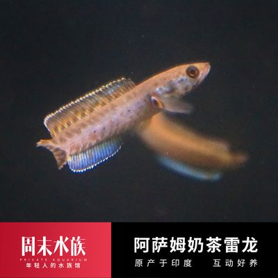 奶茶雷龍魚怎么分公母：奶茶雷龍魚公母之間的外觀差異主要體現在以下幾個方面