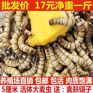 金龍魚經常吃大麥蟲會怎么樣嗎