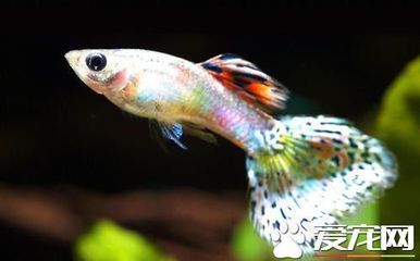 龍魚能吃孔雀魚嗎：如何監控龍魚和孔雀魚互動，防止龍魚攻擊孔雀魚的方法