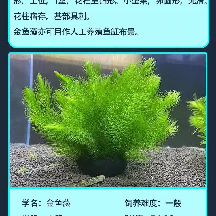 龍魚一直撞缸怎么辦：龍魚一直撞缸怎么回事？原因分析及解決方法