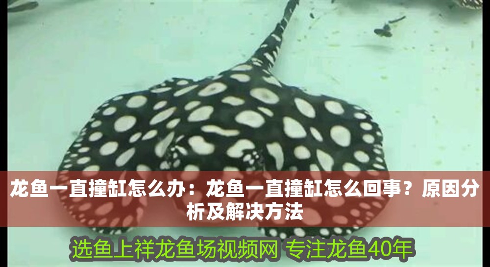 龍魚一直撞缸怎么辦：龍魚一直撞缸怎么回事？原因分析及解決方法