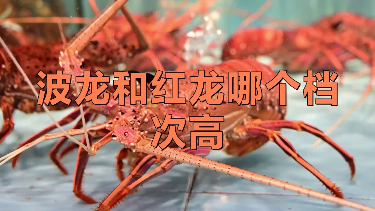 紅龍品牌的市場(chǎng)定位是什么？