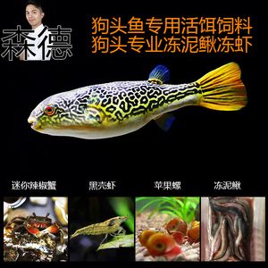 龍魚是否吃蘋果螺（龍魚會吃蘋果螺嗎？）