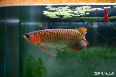 龍魚是否吃蘋果螺（龍魚會吃蘋果螺嗎？）