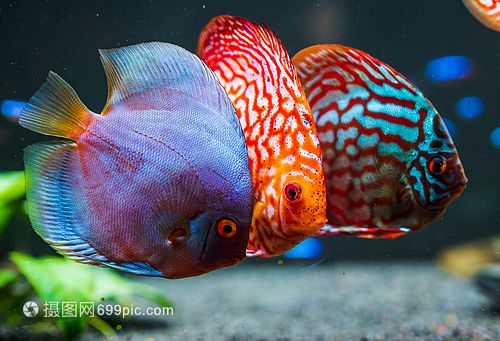 七彩魚和龍魚理論上可以一起養，但需要考慮多種因素：七彩魚可以和龍魚一起養嗎？