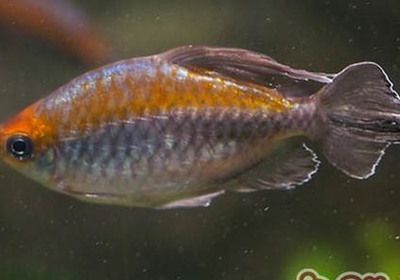 龍魚一天喂多少面包蟲：關于龍魚喂食面包蟲的頻率和數量