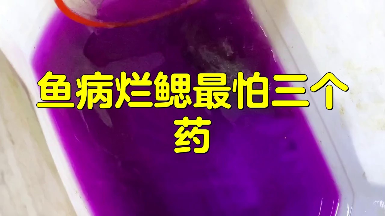 哪種藥物治療龍魚爛鰓最有效？