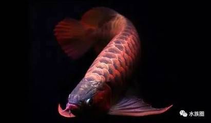 紅龍魚溫度多高會死（養紅龍魚水溫多少合適紅龍魚飼養溫度-龍魚）