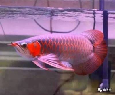 極品血紅龍魚價(jià)格（世界最貴的血紅龍魚多少錢一條血紅龍魚多少錢一條）