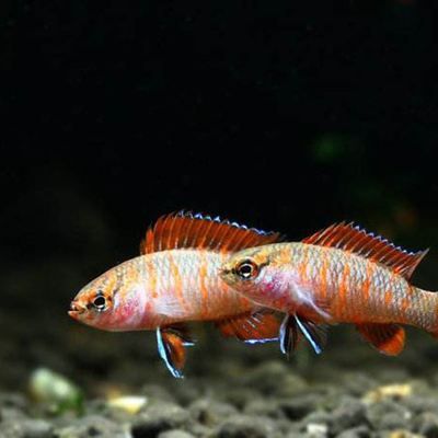 火焰變色龍魚吃什么：火焰變色龍魚吃什么信息火焰變色龍魚吃什么信息