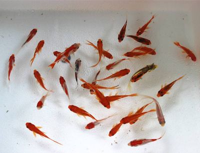 龍魚喂草金（使用草金喂龍魚的安全性并不高，草金可能含有有毒物質）