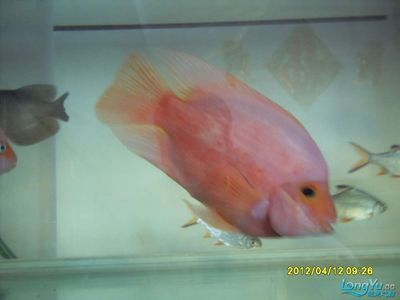 七彩龍魚能養(yǎng)多大