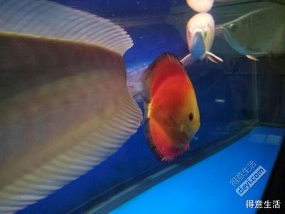 七彩龍魚能養(yǎng)多大