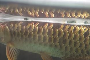 龍魚鱗片起了一層白膜：龍魚鱗片起白膜
