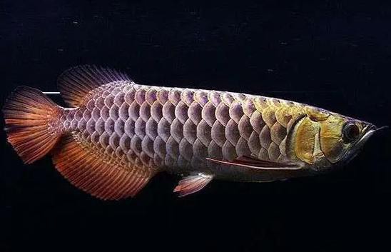 紅龍魚是金龍魚嗎圖片欣賞