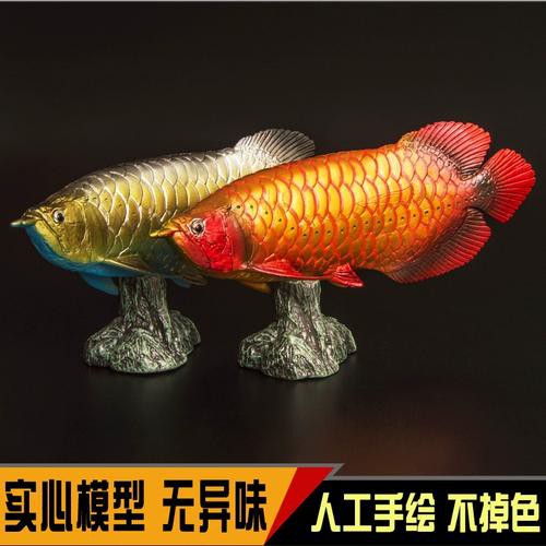 紅龍魚是金龍魚嗎圖片欣賞