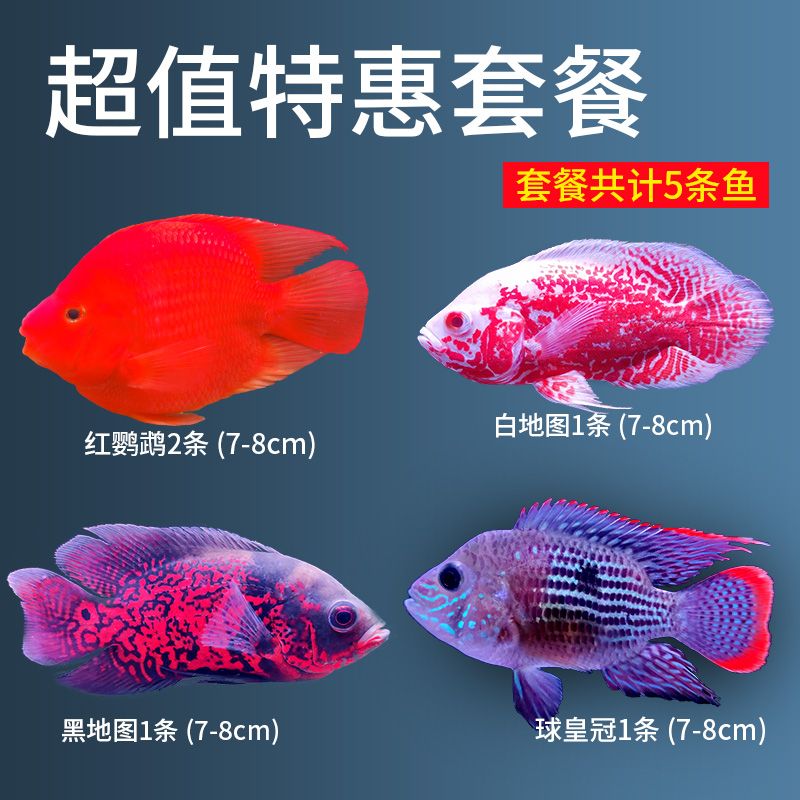 銀龍魚害怕綠色（銀龍魚害怕什么顏色）
