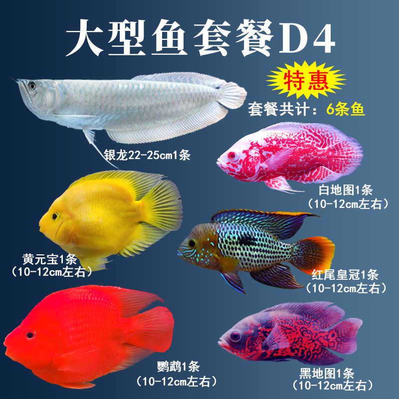 銀龍魚害怕綠色（銀龍魚害怕什么顏色）