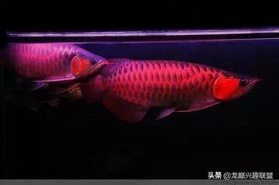 紅龍魚背景圖片高清大圖壁紙下載（紅龍魚背景圖片高清大圖壁紙下載安裝）