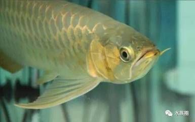 龍魚一直在缸底游動怎么回事：龍魚在缸底游動怎么辦