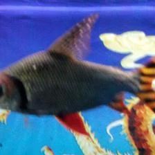 龍魚底色怎么養護好：龍魚底色養護關鍵要點，過度喂食可能導致龍魚肥胖