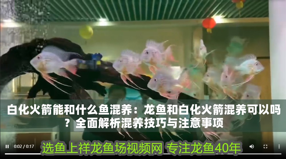白化火箭能和什么魚混養：龍魚和白化火箭混養可以嗎？全面解析混養技巧與注意事項