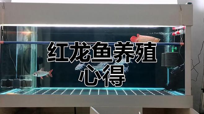 天津紅龍魚