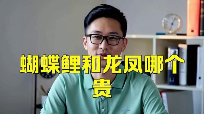 龍鳳錦鯉和蝴蝶鯉哪個好 龍鳳錦鯉和蝴蝶鯉哪個好 龍魚百科 第5張