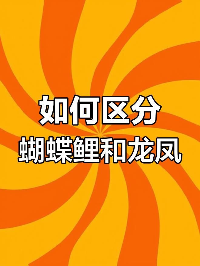 龍鳳錦鯉和蝴蝶鯉哪個好 龍鳳錦鯉和蝴蝶鯉哪個好 龍魚百科 第7張
