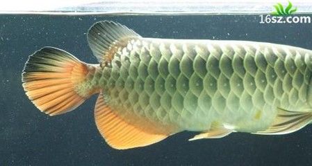 白金龍魚怎么養殖的（養殖白金龍魚需要注意的事項）