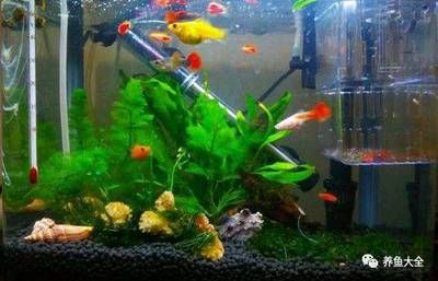 家庭魚缸過濾器要一直開著嗎，家庭魚缸過濾器是否需要一直開啟