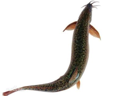 龍魚吃食吃了又吐出來狀態良好（龍魚吃食吃了又吐出來可能有多種原因，以下可能是一些原因）