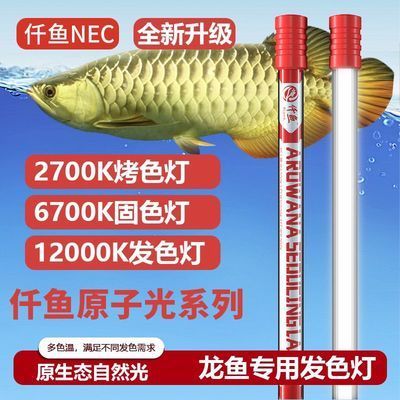 龍魚用2700k的燈有什么好處：2700k的燈對于紅龍魚養殖的影響