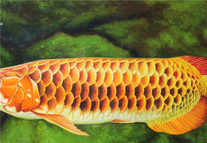 金龍魚背景圖片