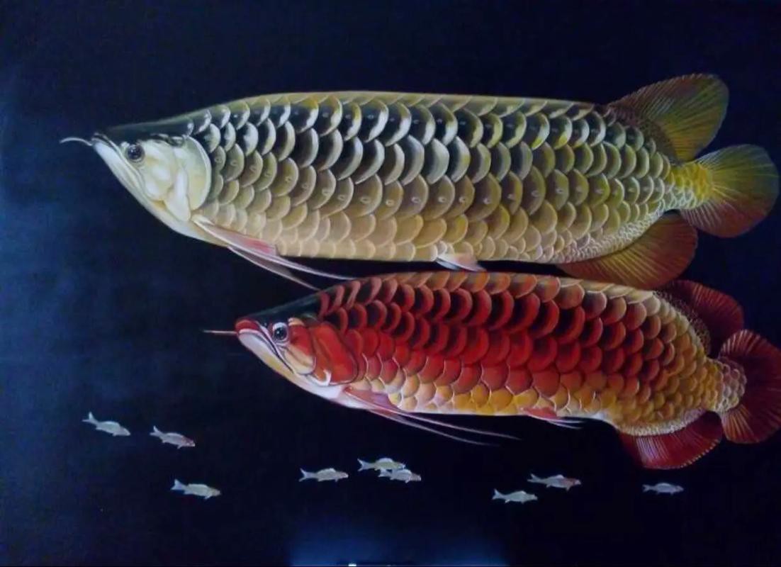 金龍魚背景圖片