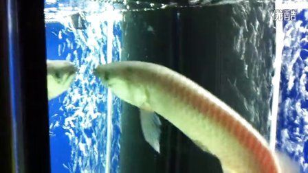 龍魚一直張著嘴是怎么回事：龍魚一直張著嘴可能有多種原因