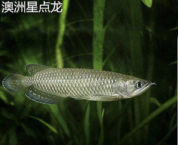 星點龍魚的水質(zhì)要求：星點龍魚對水質(zhì)的要求
