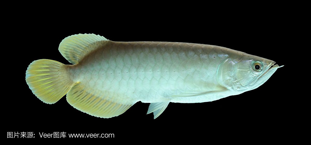 金龍魚黑底黑背好嗎：金龍魚的黑底黑背好嗎