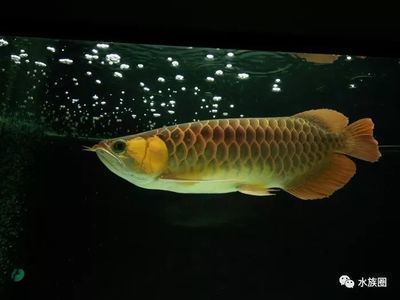 養(yǎng)龍魚(yú)有什么說(shuō)法：養(yǎng)龍魚(yú)在中國(guó)文化中有著豐富的象征意義和風(fēng)水理念