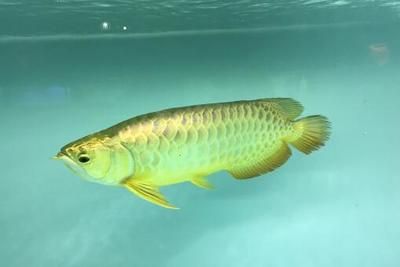 挑選金龍魚魚苗的方法：如何挑選金龍魚魚苗