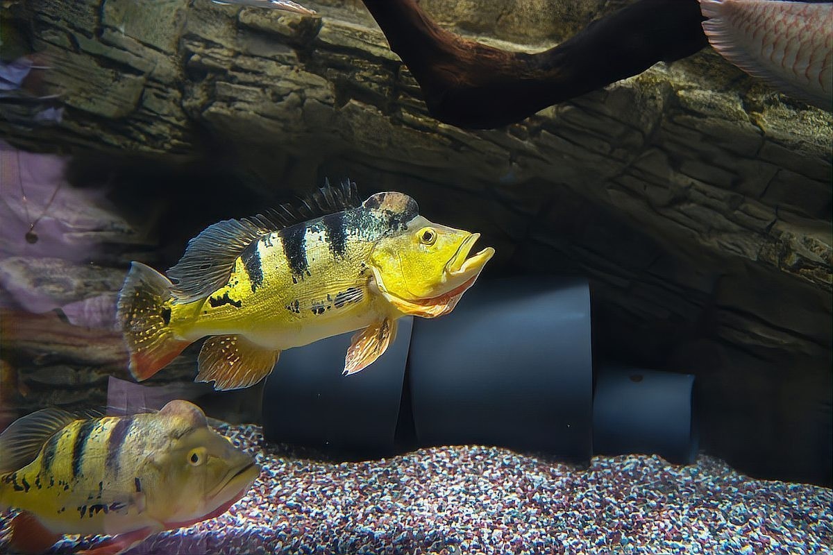 龍魚蒙眼病會傳染給其他魚嗎？