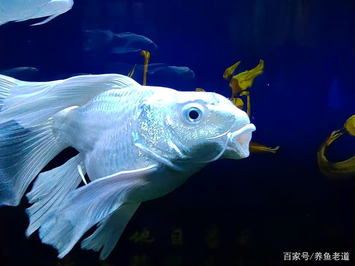 龍魚蒙眼病會傳染給其他魚嗎？