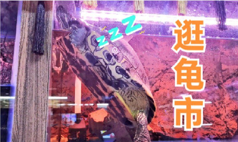 長春魚缸店，長春擁有多家特色魚缸店主要集中在南關(guān)區(qū)青怡坊區(qū)域