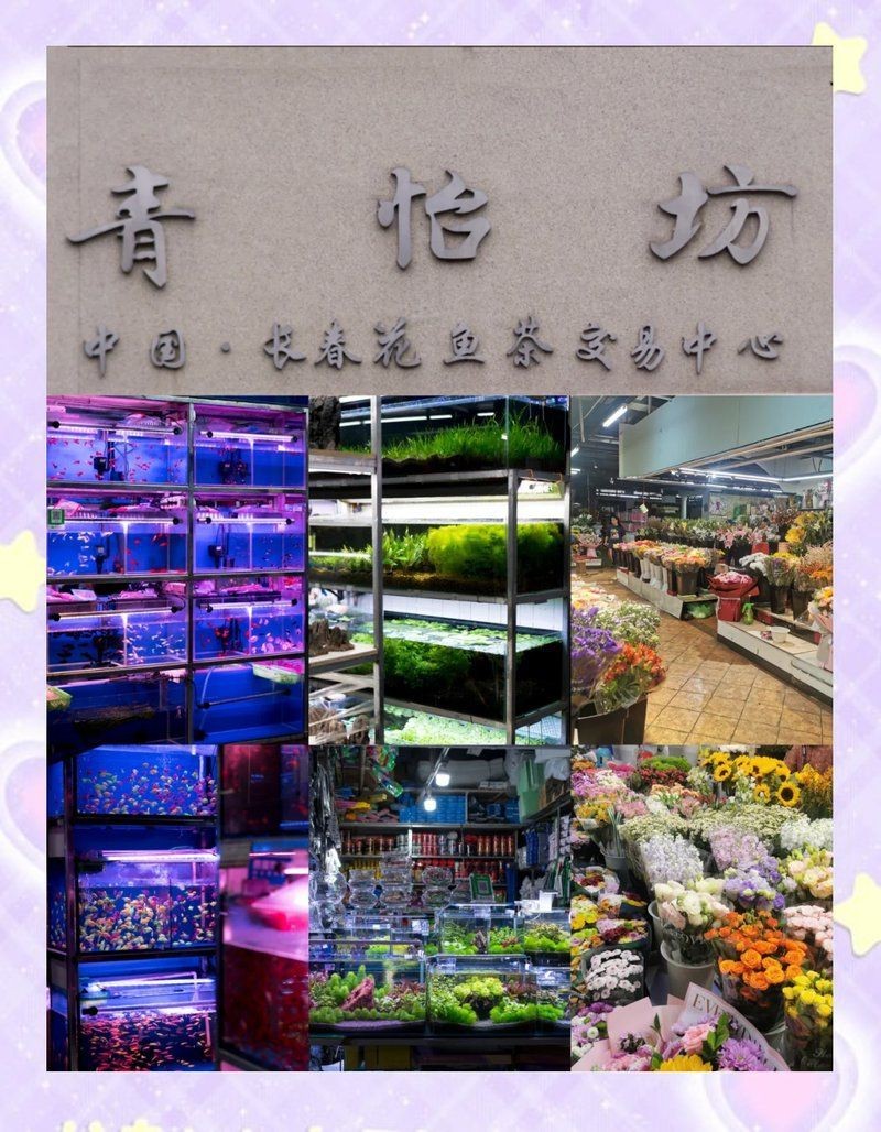 長春魚缸店，長春擁有多家特色魚缸店主要集中在南關(guān)區(qū)青怡坊區(qū)域