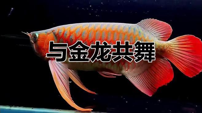 翹嘴和金龍魚的區(qū)別在哪里啊