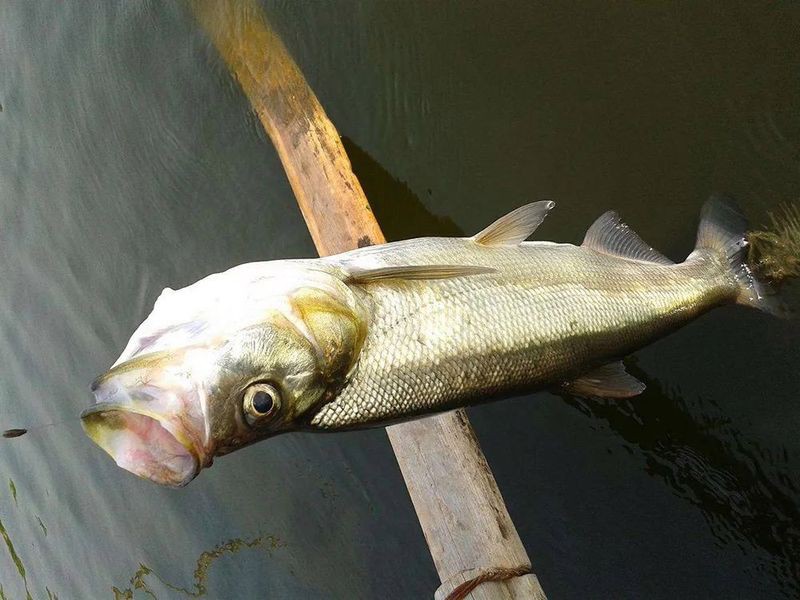 翹嘴和金龍魚的區(qū)別在哪里啊