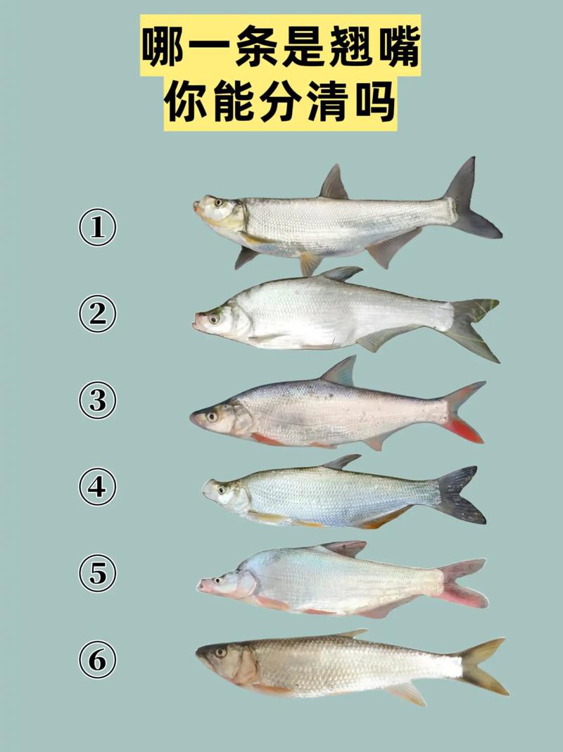 翹嘴和金龍魚的區(qū)別在哪里啊