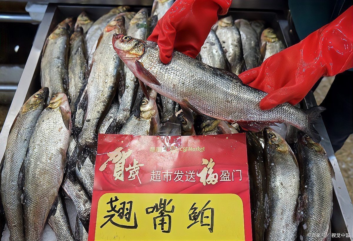 翹嘴和金龍魚的區(qū)別在哪里啊